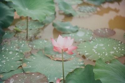 池塘里的粉红莲花